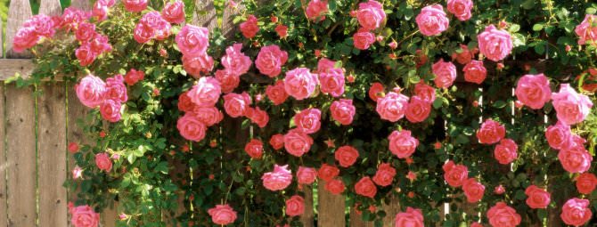 Правила посадки и ухода за плетистыми розами