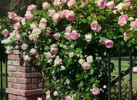Правила посадки и ухода за плетистыми розами