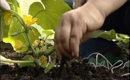 Правила соседства: что можно посадить в теплице вместе с огурцами