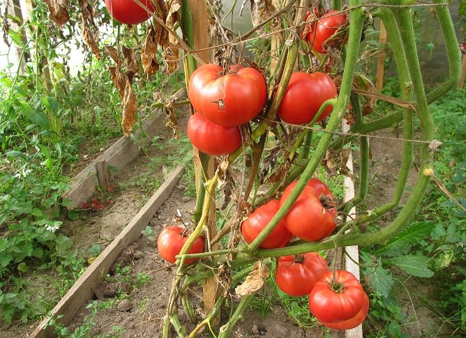 Правильное применение бордосской жидкости для томатов