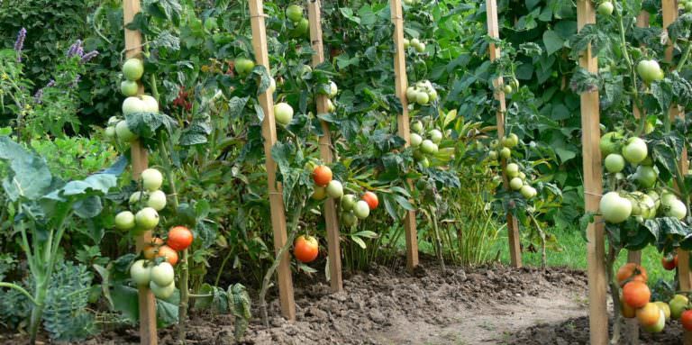 Правильное применение бордосской жидкости для томатов