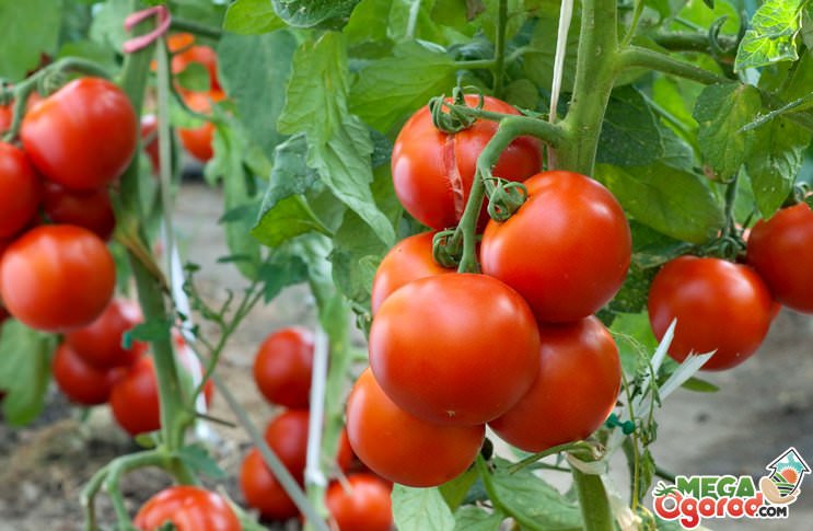 Правильное применение бордосской жидкости для томатов