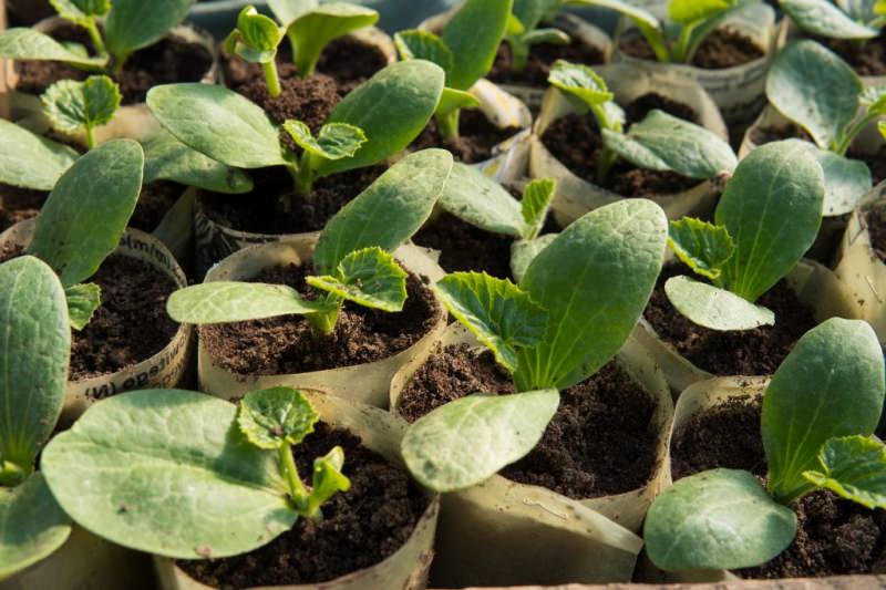 Правильное выращивание огурцов в теплице на урале