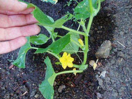 Правильное выращивание огурцов в теплице на урале