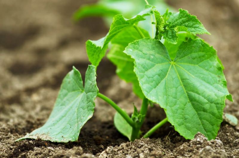 Правильный уход за огурцами в теплице: советы октябрины ганичкиной