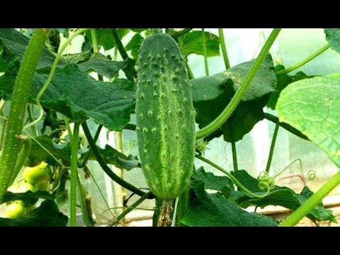Правильный уход за огурцами в теплице: советы октябрины ганичкиной