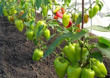 Правильный уход за перцами в теплице из поликарбоната