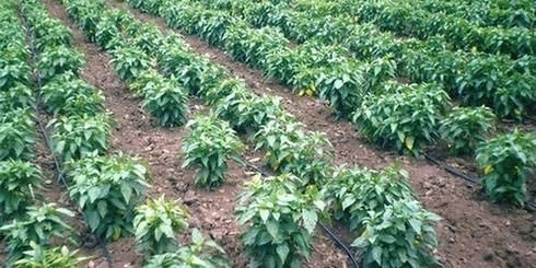 Правильный уход за перцами в теплице из поликарбоната