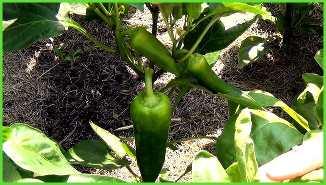 Правильный уход за перцами в теплице из поликарбоната