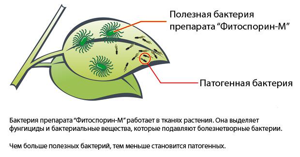 Препарат фитоспорин: особенности применения для обработки томатов