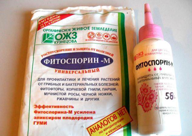 Препарат фитоспорин: особенности применения для обработки томатов