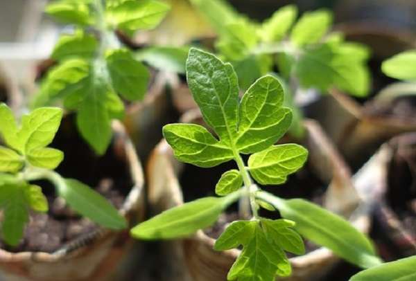 Препараты и народные средства для обработки помидоров от болезней