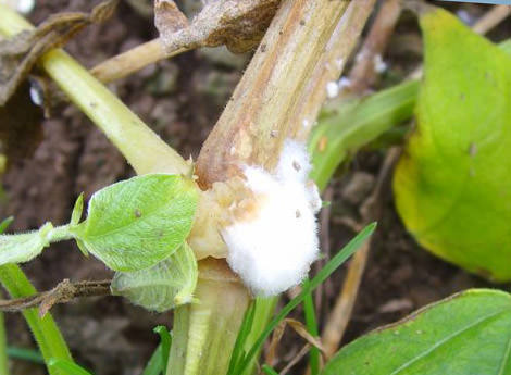 При каких условиях и почему гниют баклажаны в теплице