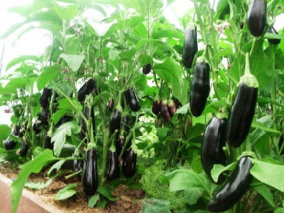 При каких условиях и почему гниют баклажаны в теплице