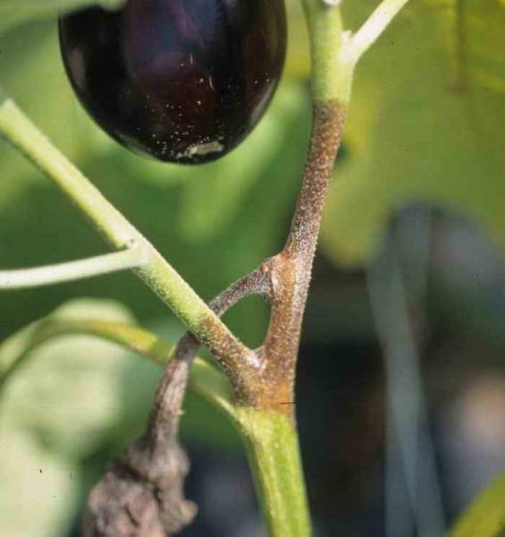 При каких условиях и почему гниют баклажаны в теплице