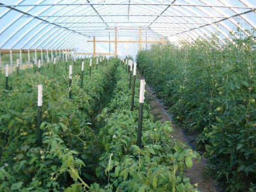 При какой оптимальной температуре высаживают помидоры в теплицу