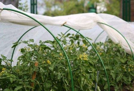 При какой оптимальной температуре высаживают помидоры в теплицу