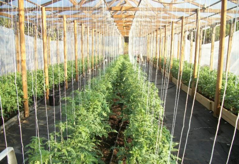 При какой оптимальной температуре высаживают помидоры в теплицу