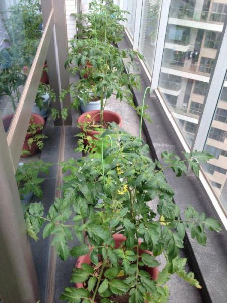 При какой оптимальной температуре высаживают помидоры в теплицу