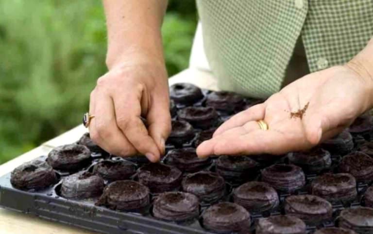 Применение парника «таблетка»: инструкция по выращиванию рассады