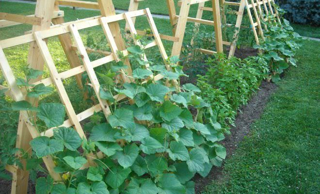 Применение шпалерной сетки для выращивания огурцов в теплице