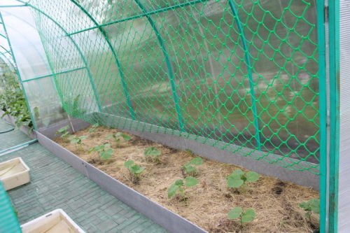 Применение шпалерной сетки для выращивания огурцов в теплице