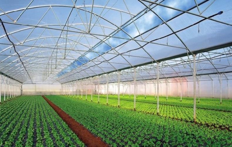 Промышленные теплицы: преимущества и характеристика видов