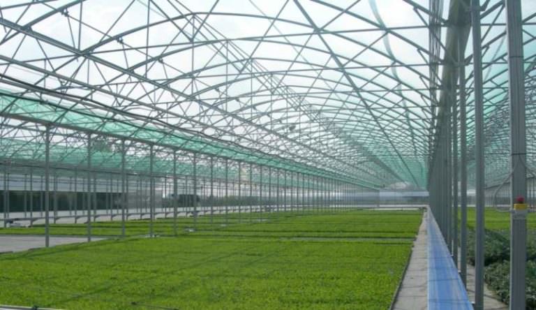 Промышленные теплицы: преимущества и характеристика видов