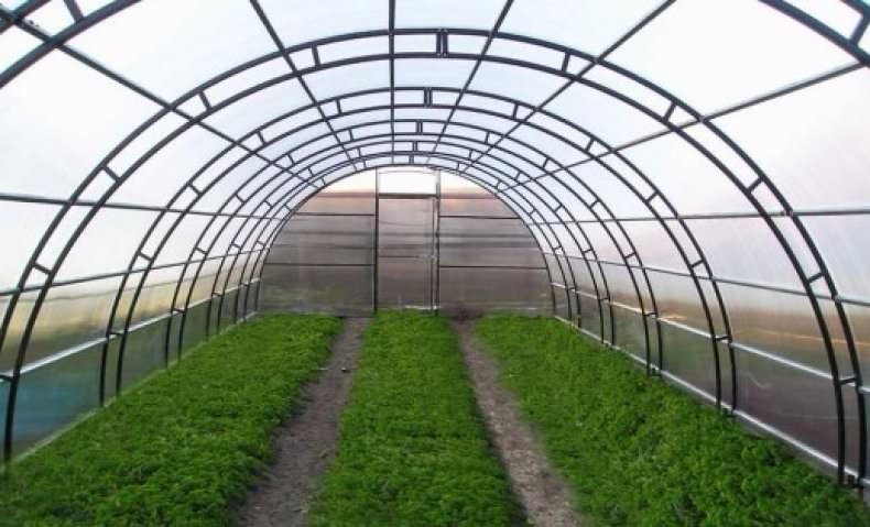 Промышленные теплицы: преимущества и характеристика видов