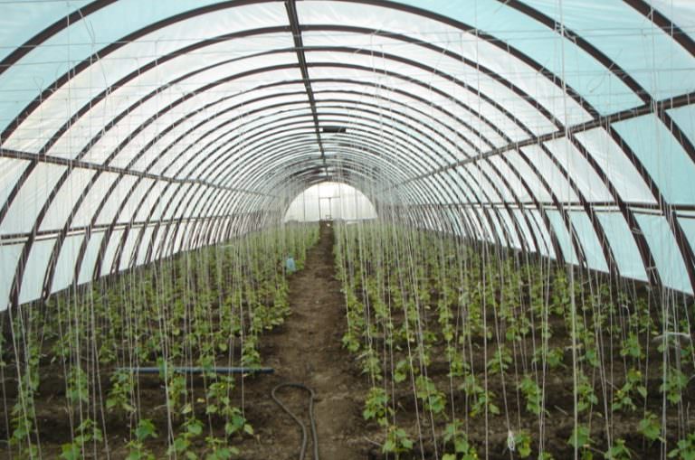 Промышленные теплицы: преимущества и характеристика видов