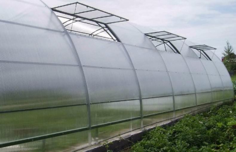 Промышленные теплицы: преимущества и характеристика видов