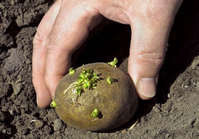 Рациональное земледелие, или что можно посадить в теплице в июле