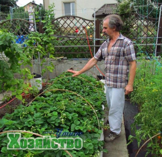 Рациональное земледелие, или что можно посадить в теплице в июле