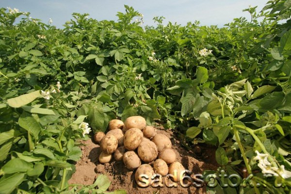 Ранний картофель в теплице: агротехника выращивания