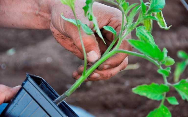 Рассада помидор плохо растет — что делать? отвечает ганичкина