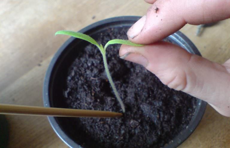 Рассада помидор плохо растет — что делать? отвечает ганичкина