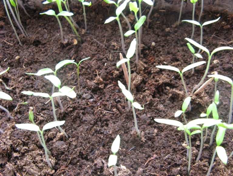 Рассада помидор плохо растет — что делать? отвечает ганичкина