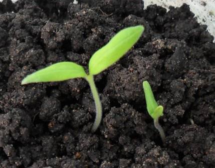 Рассада помидор плохо растет — что делать? отвечает ганичкина