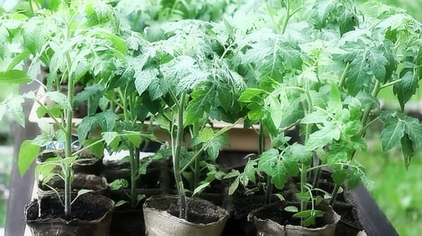 Рассада помидоров вытягивается: по какой причине это происходит и чем полить, чтобы избавиться от проблемы
