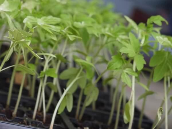 Рассада томатов тонкая и длинная: что делать и в чем причина