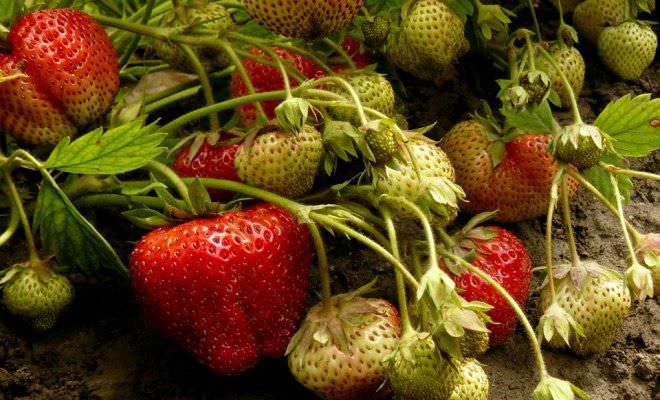 Размножение в саду клубники: основные способы и нюансы