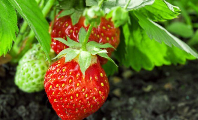 Размножение в саду клубники: основные способы и нюансы