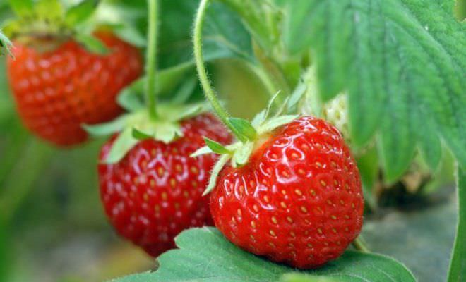 Размножение в саду клубники: основные способы и нюансы