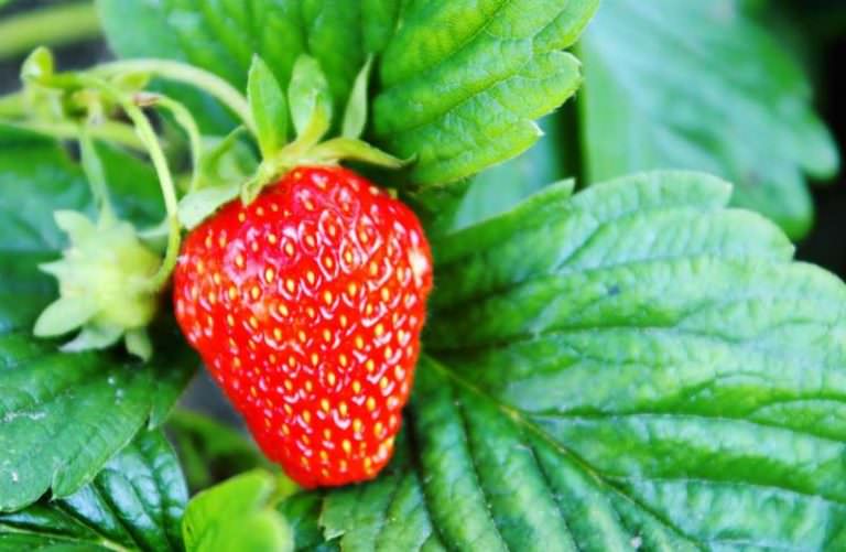 Размножение в саду клубники: основные способы и нюансы