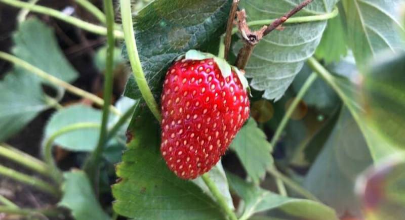 Размножение в саду клубники: основные способы и нюансы