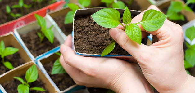 Разновидности удобрений для перца