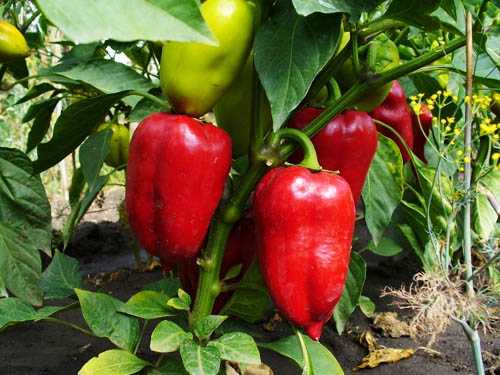 Разновидности удобрений для перца