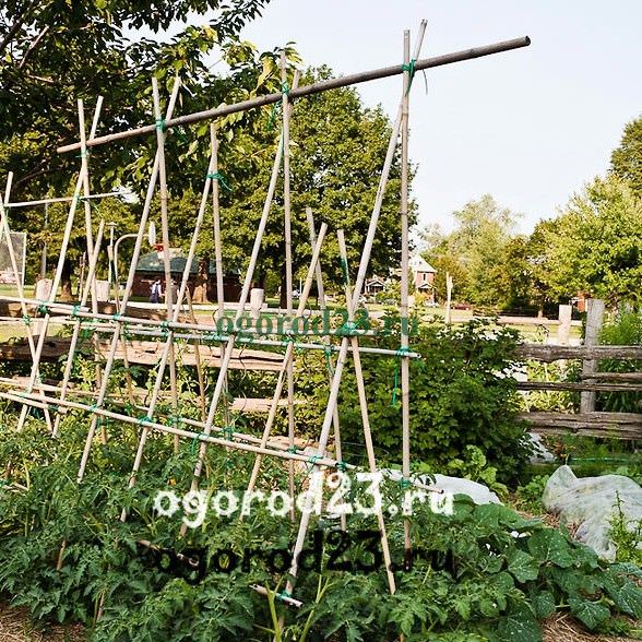 Разные варианты шпалеры для помидор своими руками (с фото и видео)