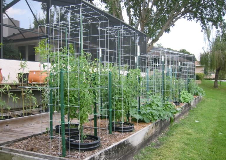 Разные варианты шпалеры для помидор своими руками (с фото и видео)