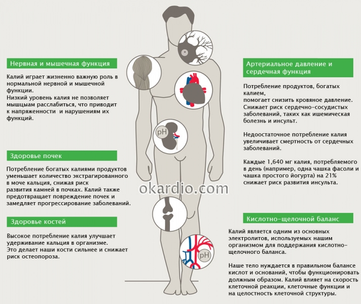 Роль калия в организме человека